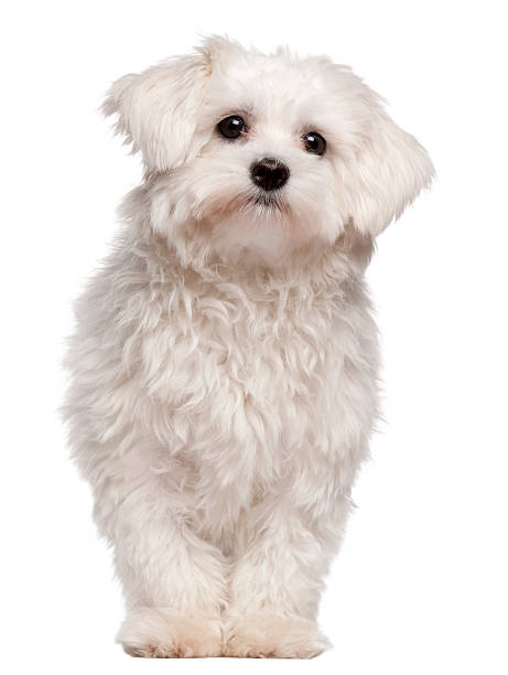 istock Maltese puppy, 9 month old, standing 516854310