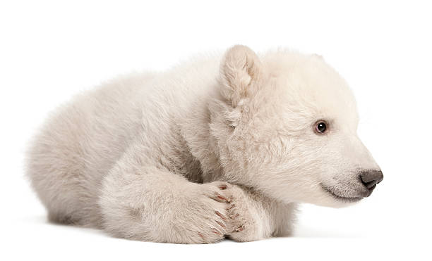 niedźwiedź polarny młode, ursus maritimus, 3 miesiące, leżeć - polar bear young animal cub isolated zdjęcia i obrazy z banku zdjęć