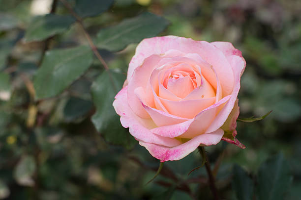 istock Close up beautiful flower at Doi Ang Khang 516855264