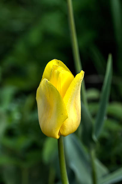 istock Yellow tulip. Cultivated flower. 516855712