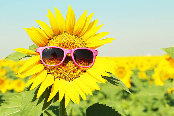Sunflower with sunglasses in the field