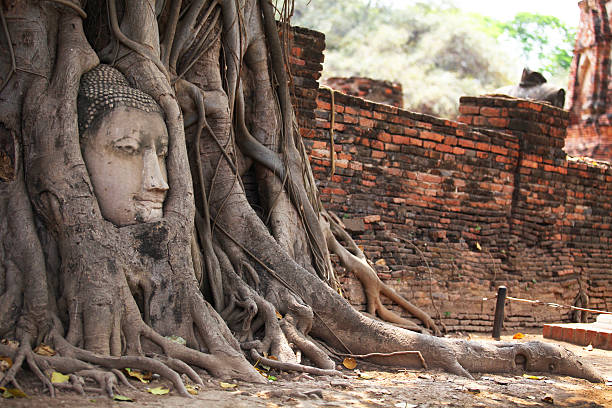 istock Ancient head of Buddha statue in tree root, Ayutthaya, Thailand 516856514
