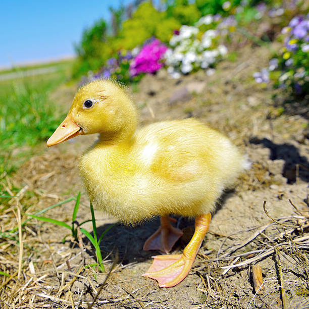 bebé pouco amarelo pato hidding em flores - hidding imagens e fotografias de stock