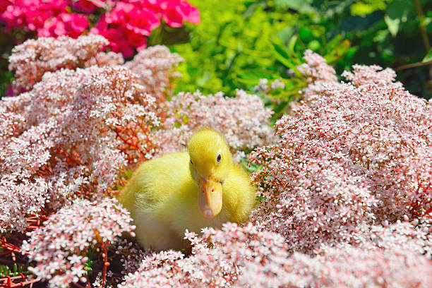 bebé pouco amarelo pato hidding em flores - hidding imagens e fotografias de stock