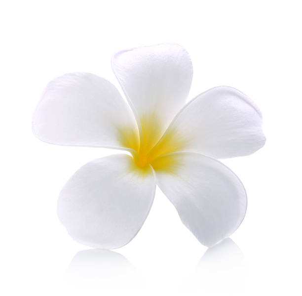 istock frangipani flower isolated white background 516856692