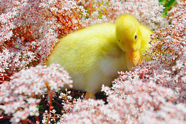 bebé pouco amarelo pato hidding em flores - hidding imagens e fotografias de stock