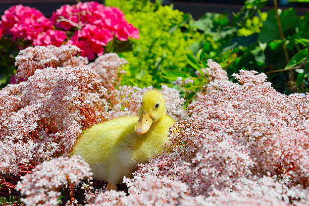 bebé pouco amarelo pato hidding em flores - hidding imagens e fotografias de stock