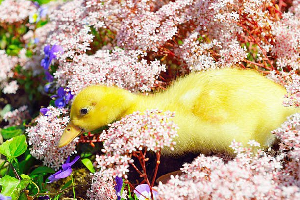 bebé pouco amarelo pato hidding em flores - hidding imagens e fotografias de stock