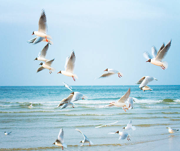 istock Sea gull at the Ocean 516856928