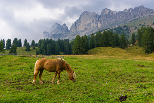 Palomino horse grazing in the meadows under the peak of the Rosengarten Group