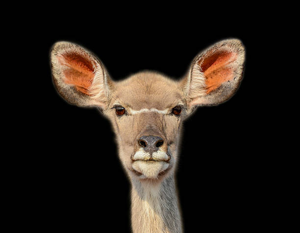 A dark portrait of a female Kudu antelope