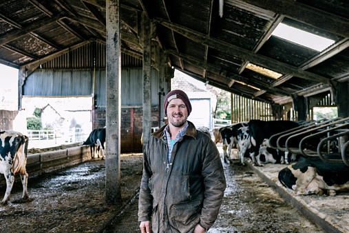 A young farmer stands in a large barn containing his dairy herd. Castlewood Dairy farm, Musbury, Devon. 