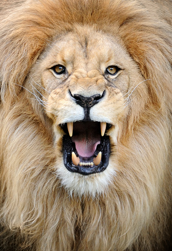 close-up of a roaring male lion
