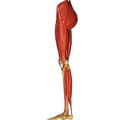 Leg Side Muscles Stock Photo - Download Image Now - Adult, Anatomy, Biology  - iStock