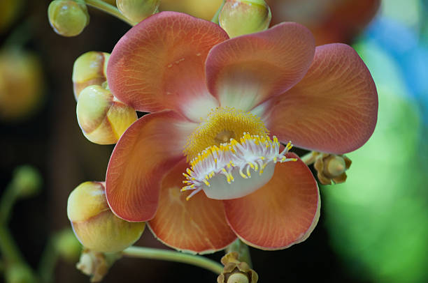 istock flower of Cannon Ball Tree 516871835