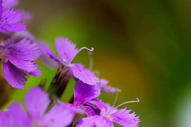 Cтоковое фото Гвоздика-цветок shinanensis, CARYOPHYLLACEAE, Япония