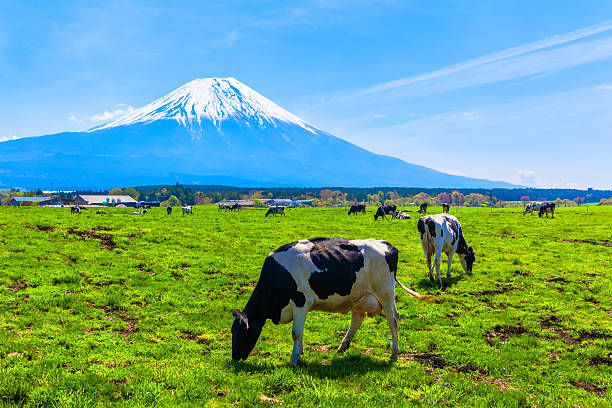 istock Cattle grazing in Asagirikogen to Mount Fuji views 516872055