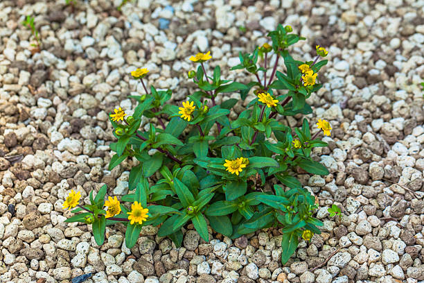 Sanvitalia speciosa, Asteraceae, Southwestern Zjednoczonych-Meksyk – zdjęcie