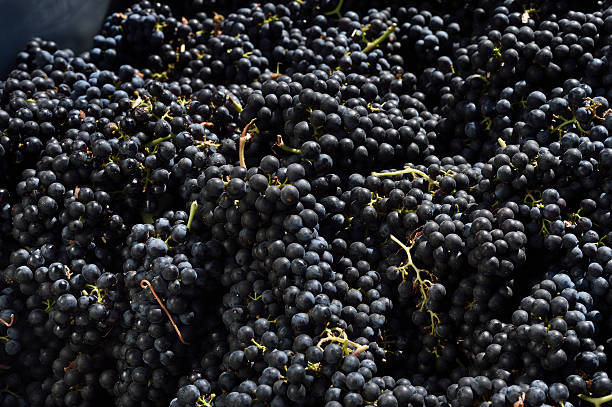 istock Bin Full of Just Harvested Merlot Wine Grapes 516872319