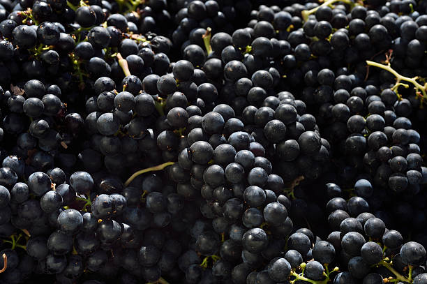 istock Bin Full of Just Harvested Merlot Wine Grapes 516872323