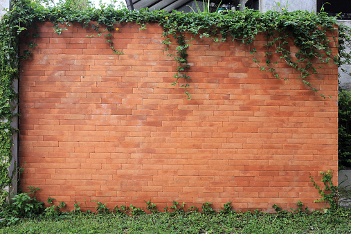 brick wall and green leaf ivy