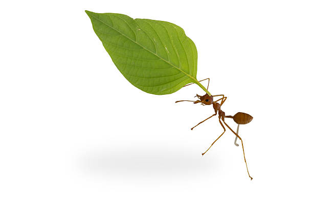 ants carrying leaf stock photo