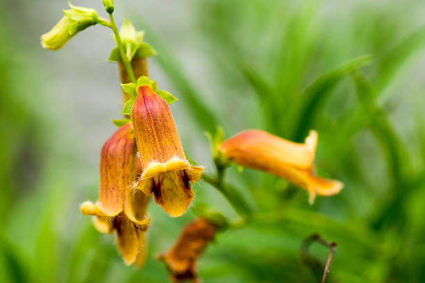istock Digitalis obscura, Plantaginaceae, Spain 516872721