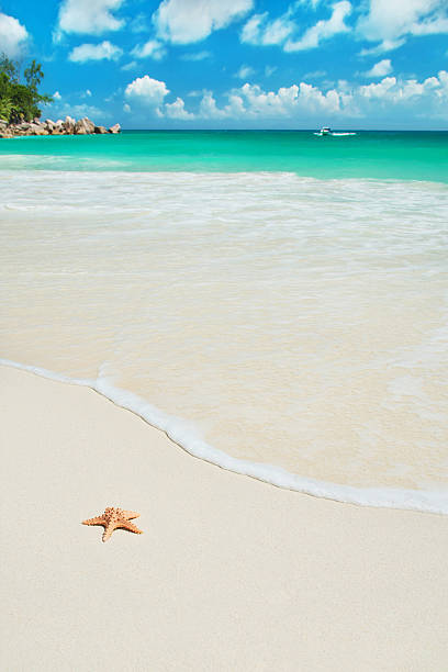 istock Sea star at tropical beach Anse Georgette, island Praslin, Seychelles 516872921