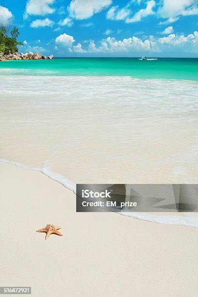 Sea Star At Tropical Beach Anse Georgette Island Praslin Seychelles Stock Photo - Download Image Now