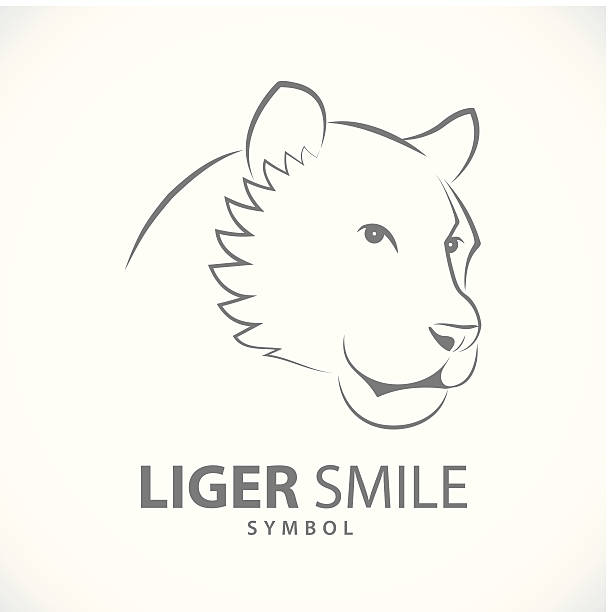 Liger smile design symbol icon Liger smile design symbol icon. Vector illustration. liger and tigon concept. line style liger stock illustrations