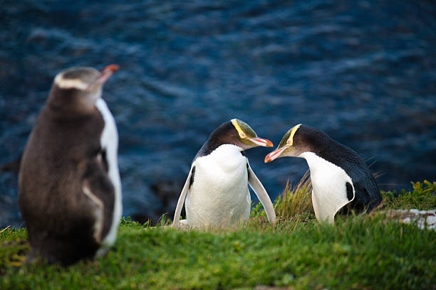 yellow gelbaugenpinguine - yellow eyes stock-fotos und bilder