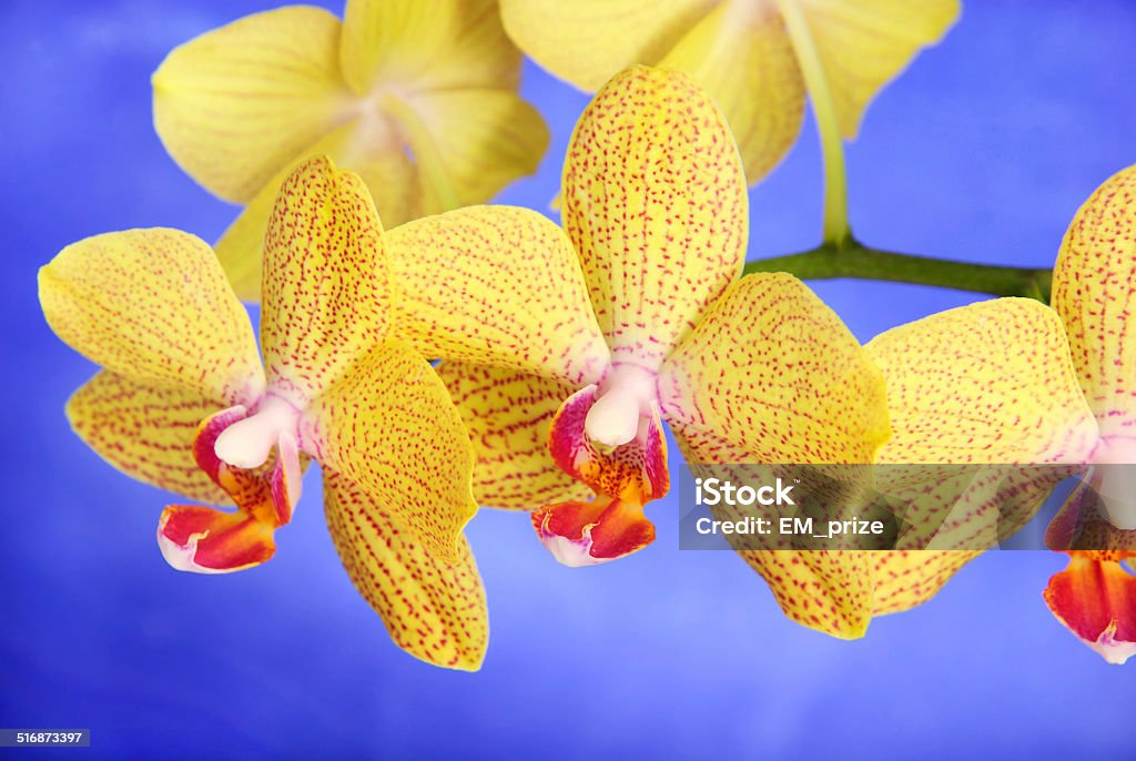 Phalenopsis Brother Girl yellow orchid branch against sky Phalenopsis Brother Girl beautiful yellow orchid branch against the sky Beauty Stock Photo