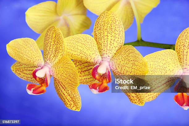 Phalenopsis Brother Girl Yellow Orchid Branch Against Sky Stock Photo - Download Image Now