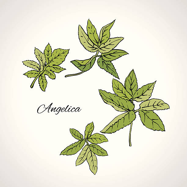 illustrations, cliparts, dessins animés et icônes de dessin coloré de angelica - angelica herb plant organic