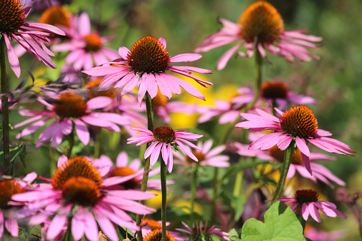 Photo showing a clump of pink / purple coneflowers (cone flowers), Latin name: Echinacea purpurea 'Magnus'.  These echinaceas are pictured growing in the full sunshine, in an established herbaceous border / flower garden.
