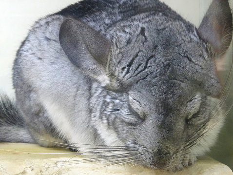 Cuddly gris chinchilla pet dormir durante el día, de roedores nocturno photo