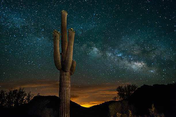 Saguaro Cactus and Milky Way A saguaro cactus stands in the the Arizona desert beneath the Milky Way. saguaro cactus stock pictures, royalty-free photos & images