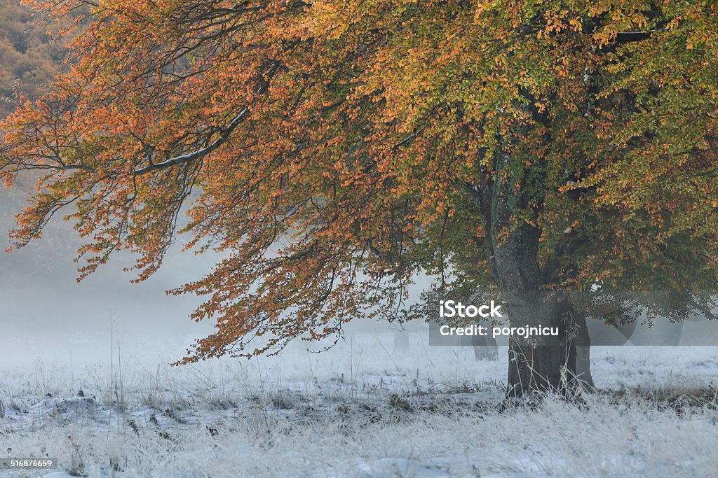 autumn forest forest landscape from the autumn in winter Autumn Stock Photo