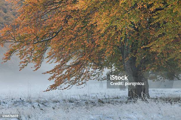 Autumn Forest Stock Photo - Download Image Now - Autumn, Beech Tree, Branch - Plant Part