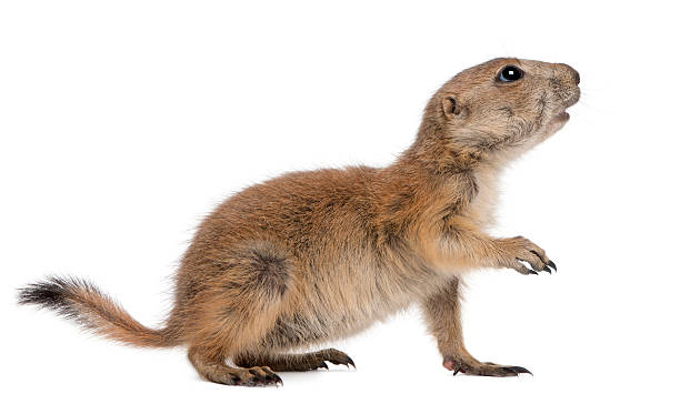 istock Black-tailed prairie dog, Cynomys ludovicianus, standing 516885990