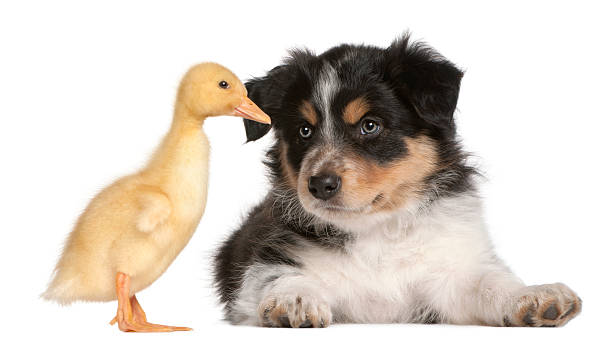 istock Border Collie puppy playing with a duckling, 1 week old, 516886044