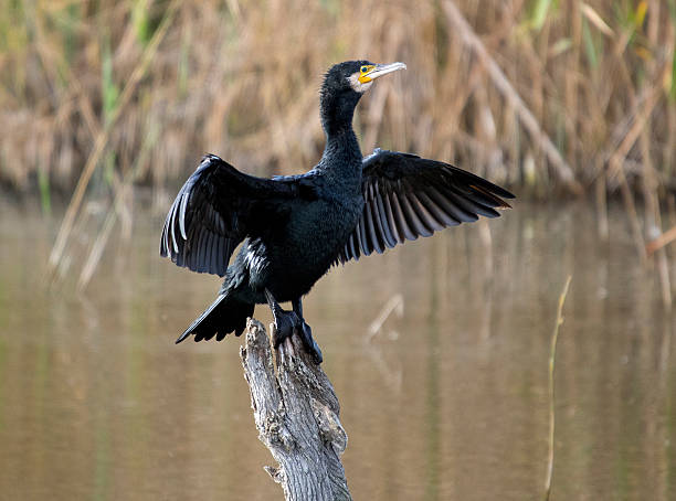 istock Great cormorant - Phalacrocorax carbo 516886074