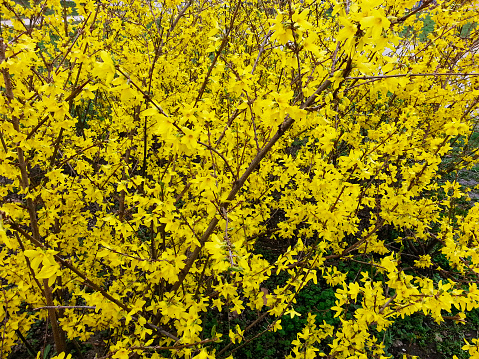 Spring is here with yellow flowers.