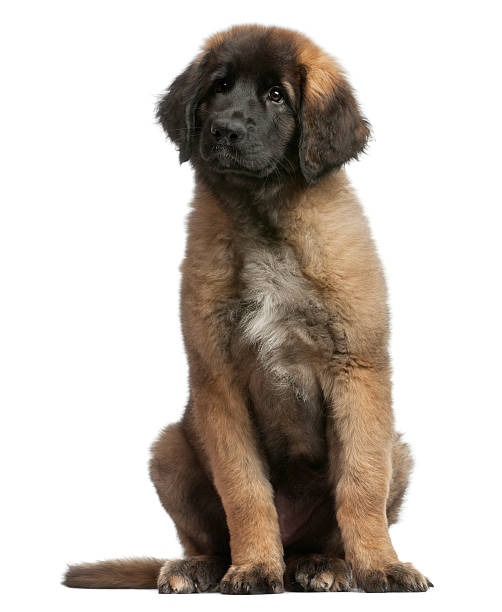 istock young Leonberger, sitting in front of white background 516886312