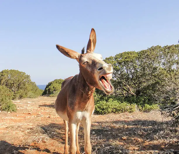 Laughing donkey