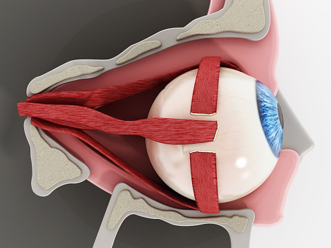 Detailed illustration showing muscles surrounding eyeball.
