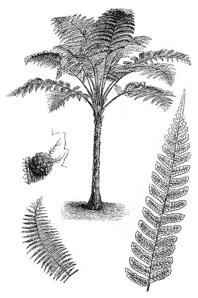 Rough Tree Fern (Cyathea australis) Antique illustration of a Rough Tree Fern (Cyathea australis) tree fern stock illustrations
