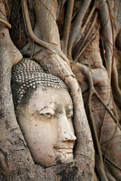 istock Ancient head of Buddha statue in tree root, Ayutthaya, Thailand 516887112