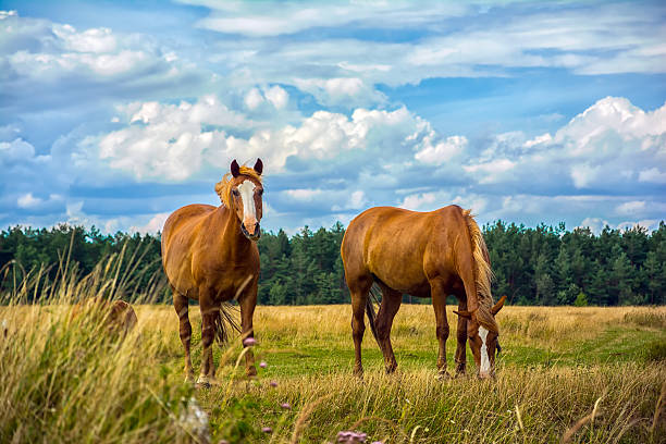 istock Two horses on the meadow 516887166