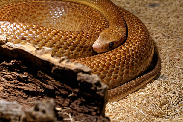 serpente nel terrario-costa taipan - snake biting animal mouth fang foto e immagini stock
